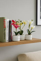 [G-967] شالية ورد [ عبوة 192 ]